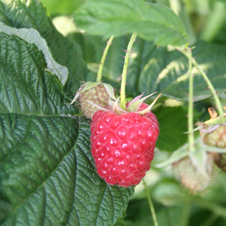 Raspberry Twotimer® 'Sugana(PBR)' young plants