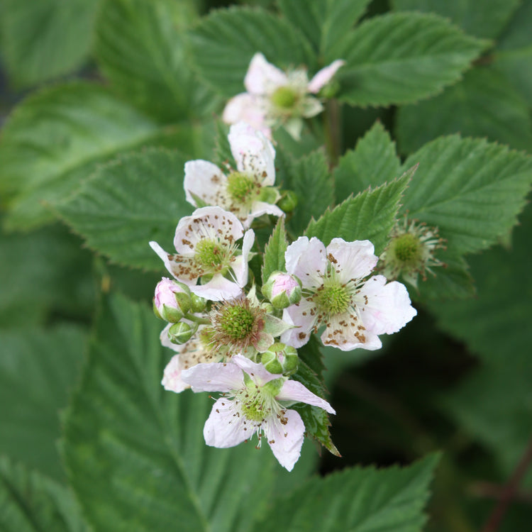 Brombeere 'Black Satin'-Jungpflanzen