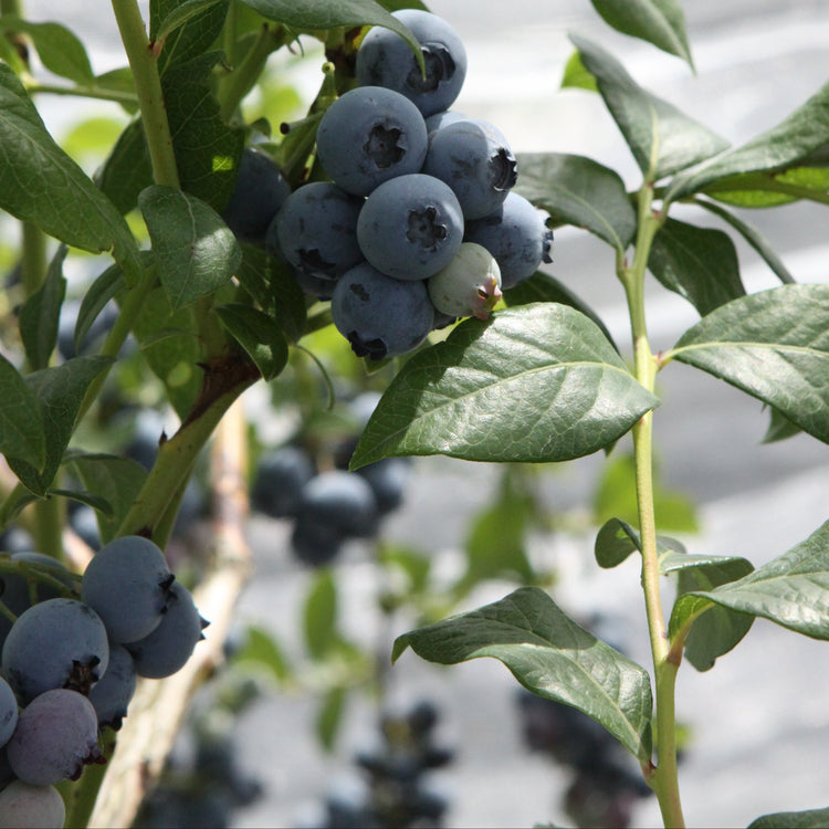 Heidelbeere 'Bluecrop'-Jungpflanzen