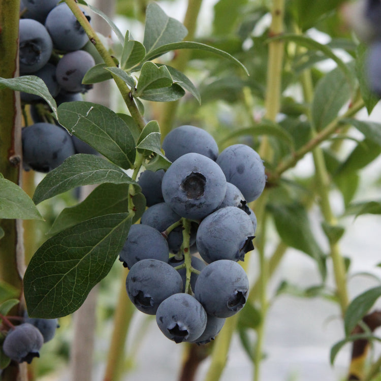 Heidelbeere 'Bluecrop'-Jungpflanzen