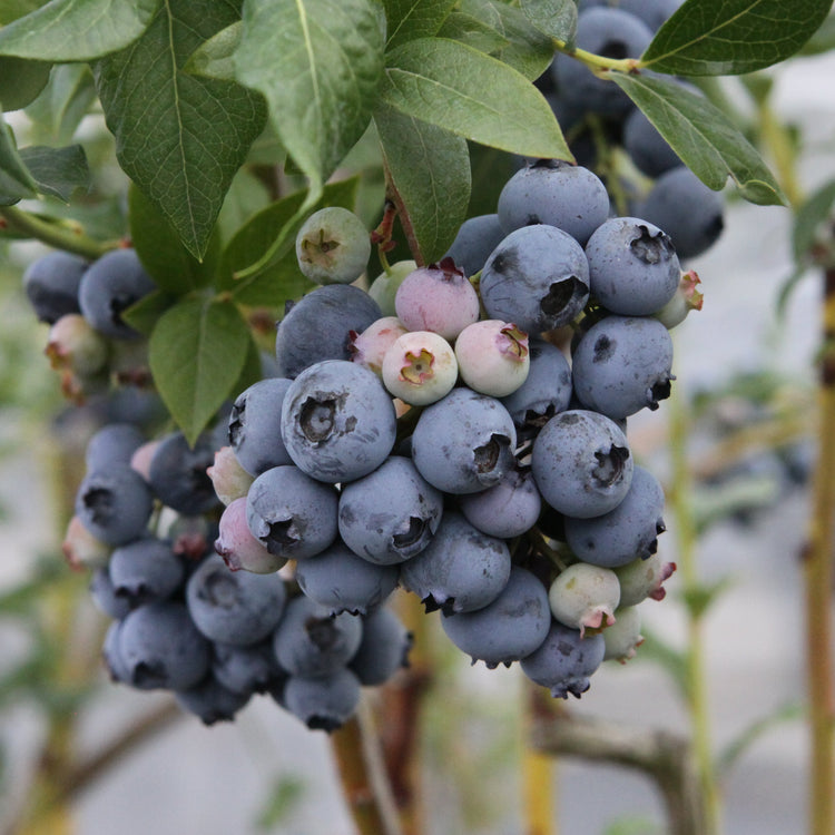 Heidelbeere 'Bluecrop'-Jungpflanzen
