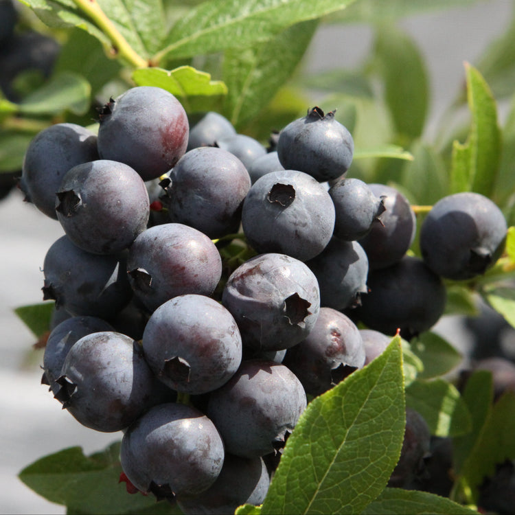 Heidelbeere 'Emil'-Jungpflanzen