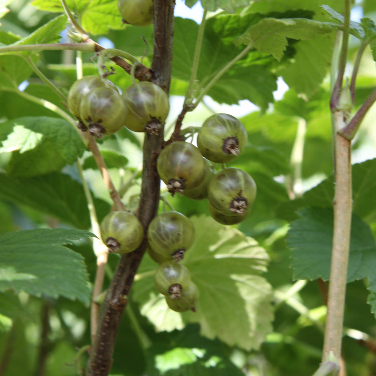 Green Blackcurrant Cassissima® 'Greenlife' young plants