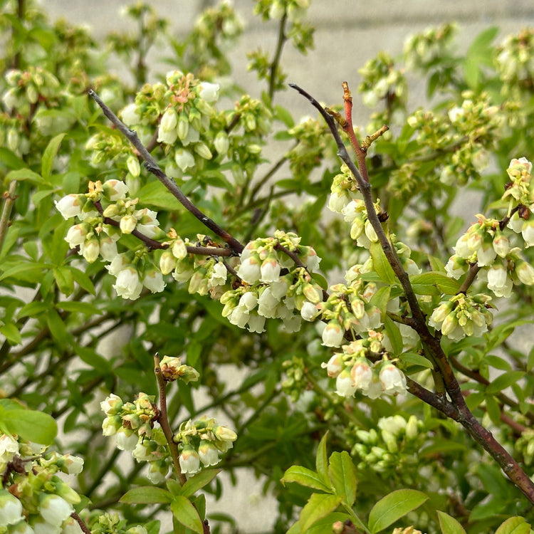 Heidelbeere Lowberry® Hello AGAIN®-Jungpflanzen