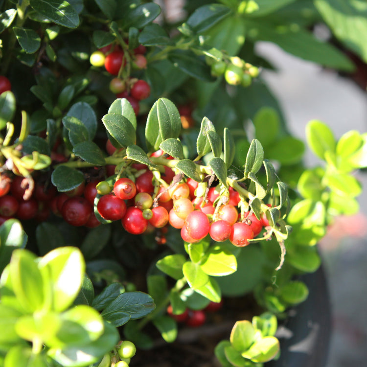 Preiselbeere 'Red Pearl'®-Jungpflanzen