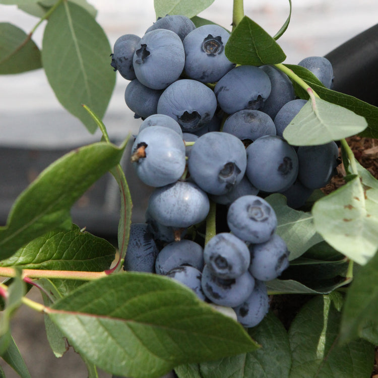 Heidelbeere 'Patriot'-Jungpflanzen