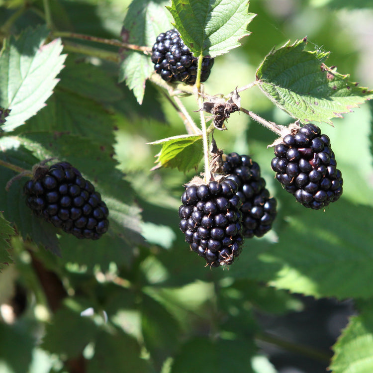 Brombeere 'Br 22-01' - Neuheit 2026