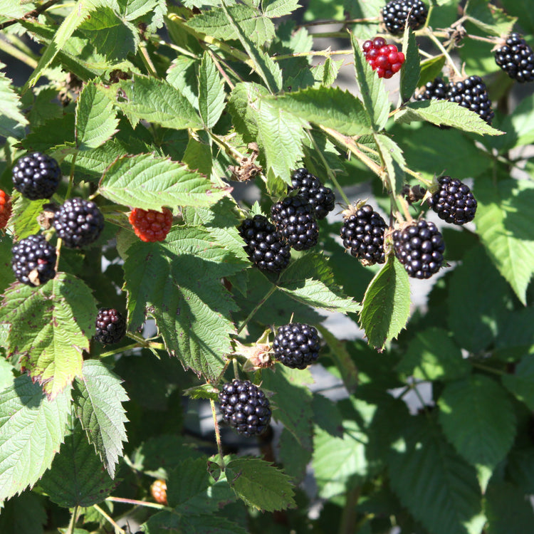 Brombeere 'Br 22-01' - Neuheit 2026