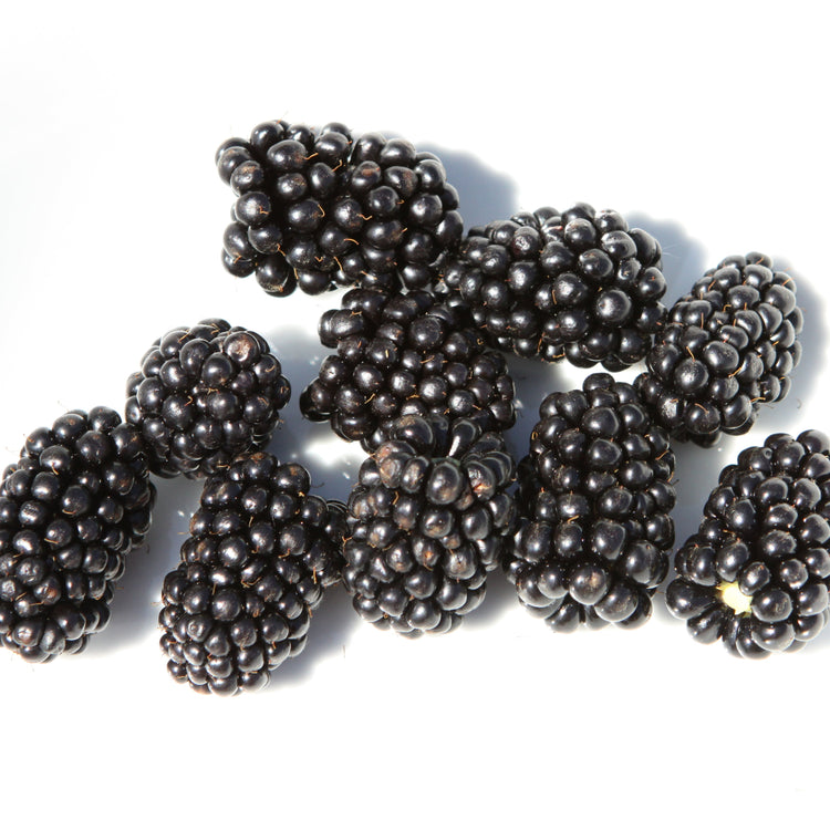 Brombeere 'Br 22-01' - Neuheit 2026