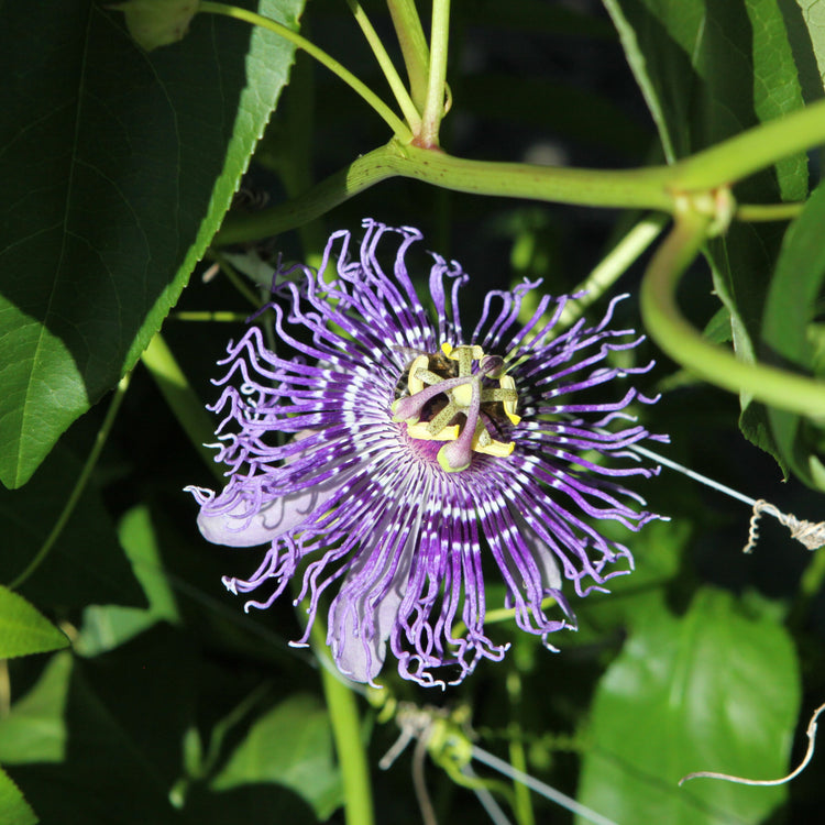 Passionsfrucht Cooltropics® '24-101'-Jungpflanzen