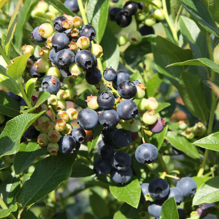Heidelbeere 'Emil'-Jungpflanzen
