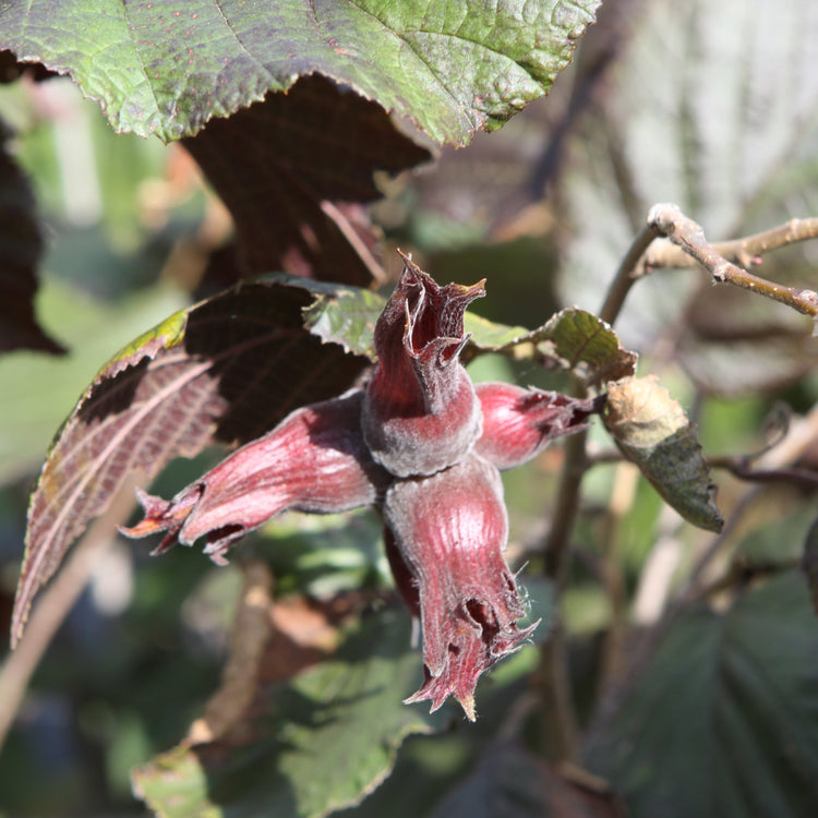 Haselnuss Purpurea- Jungpflanzen