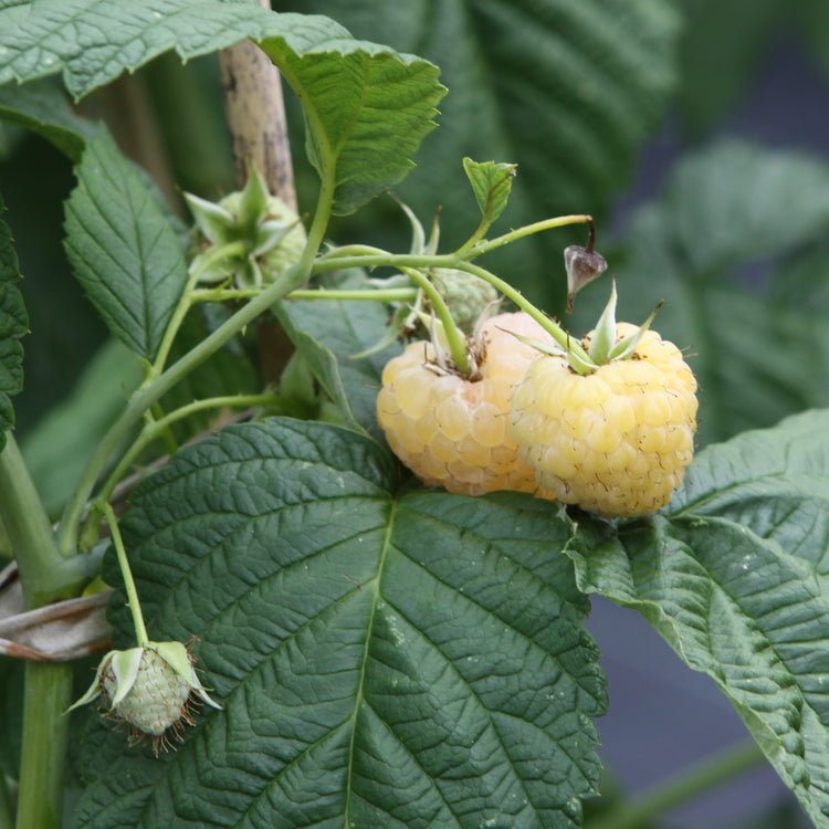Raspberry Lowberry® 'Goodasgold®' young plants