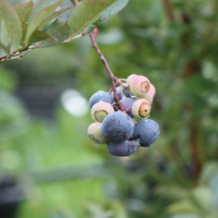 Heidelbeere 'Buddy Blue'-Jungpflanzen