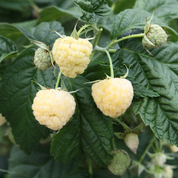 Raspberry Lowberry® 'Goodasgold®' young plants