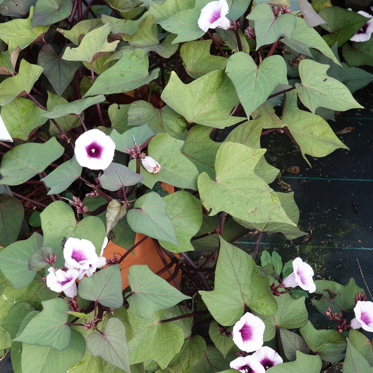 Ornamental sweet potato Sugarbeauty® 'Blooming Lady®' young plants