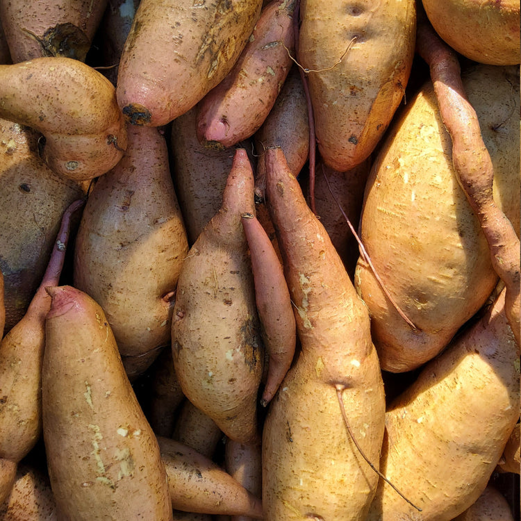 Ornamental sweet potato Sugarbeauty® 'Little Lady Hostaleaf®' young plants