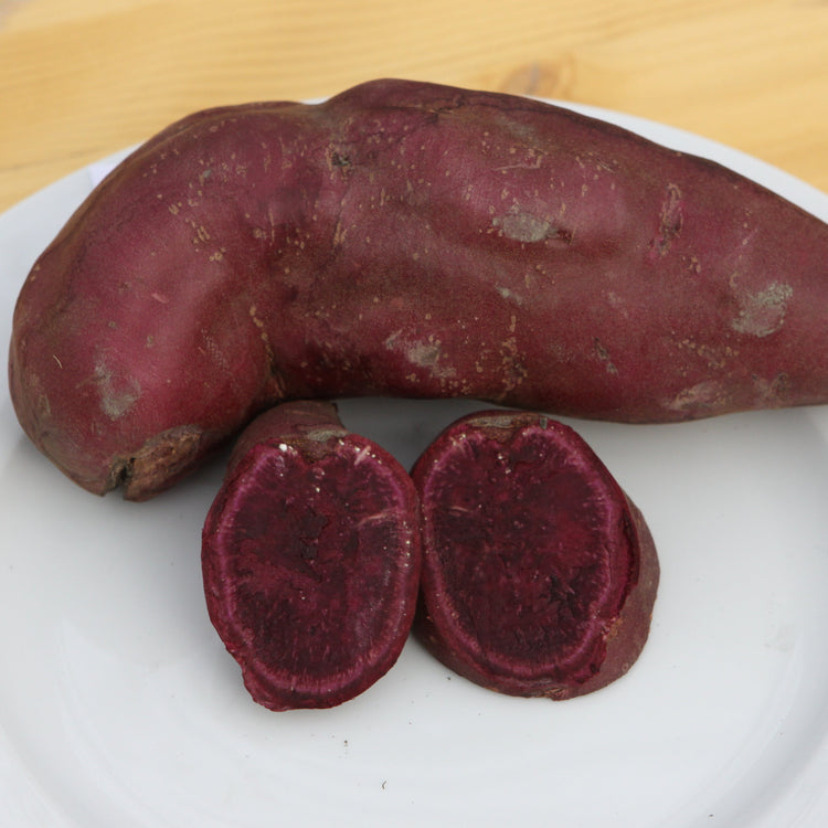 Ertrags-Süßkartoffel Thanksgiver® 'Purple'-Jungpflanzen