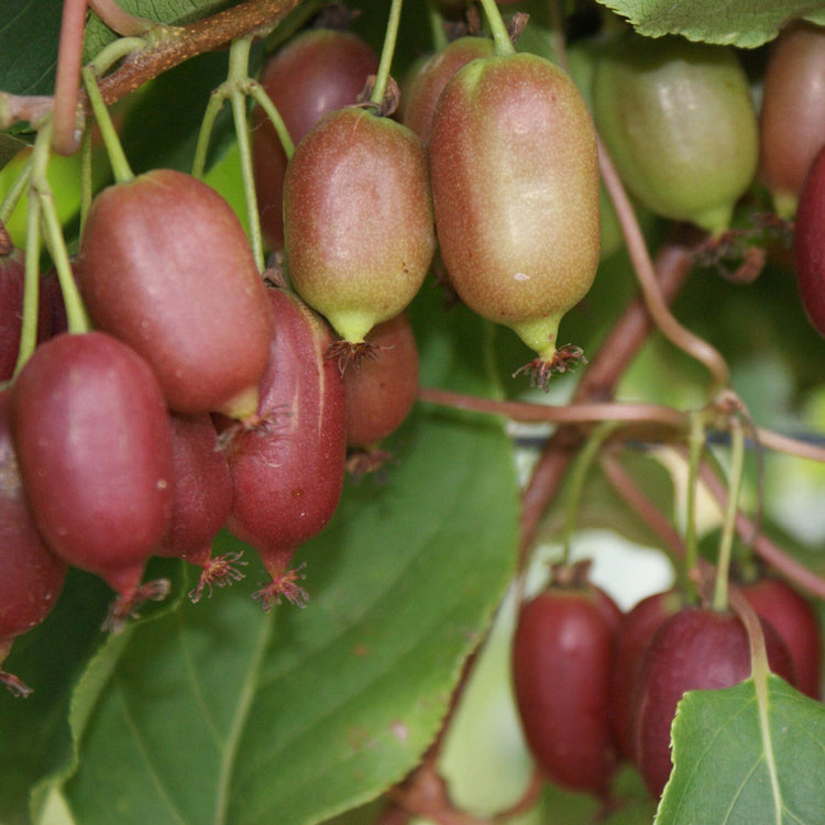 KiwiBerry® Red Jumbo