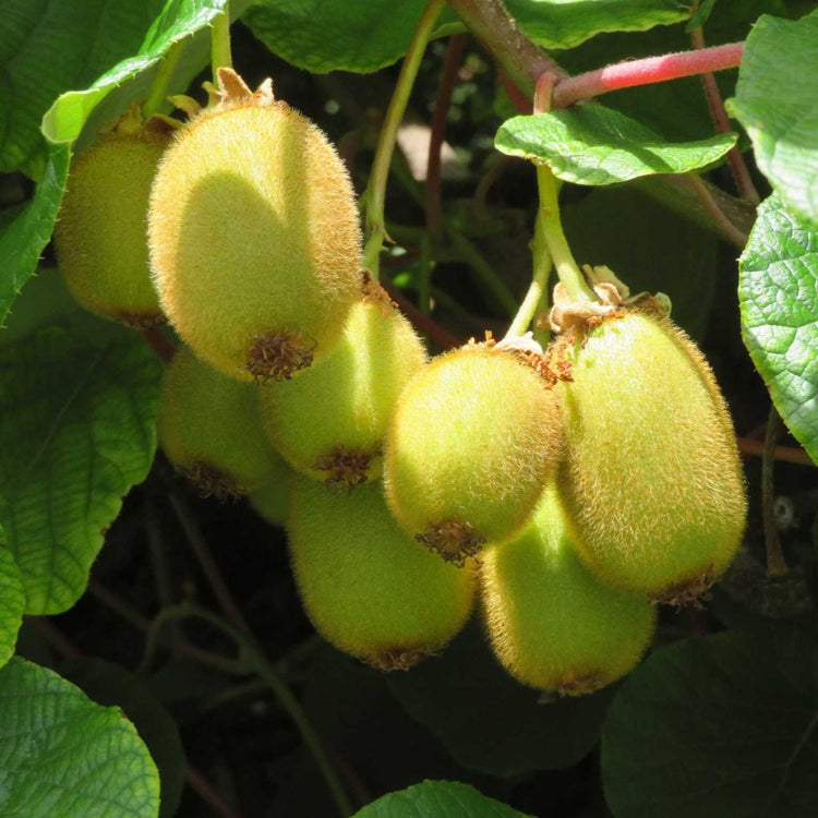 Kiwi Hayward - young plants