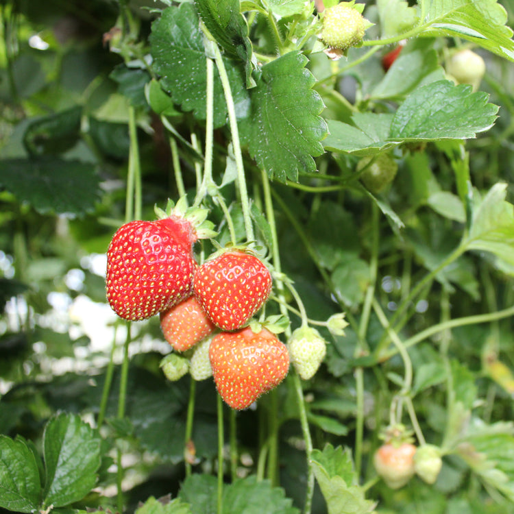 Strawberry Parfum® 'Freeclimber'® young plants