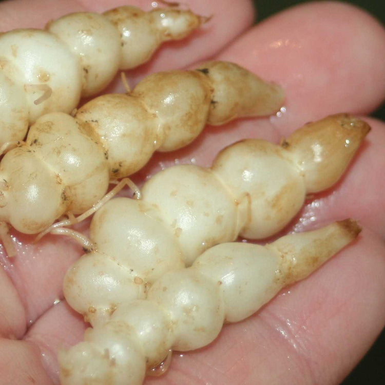 Ewiges Gemüse® 'Knollenziest'-Jungpflanzen