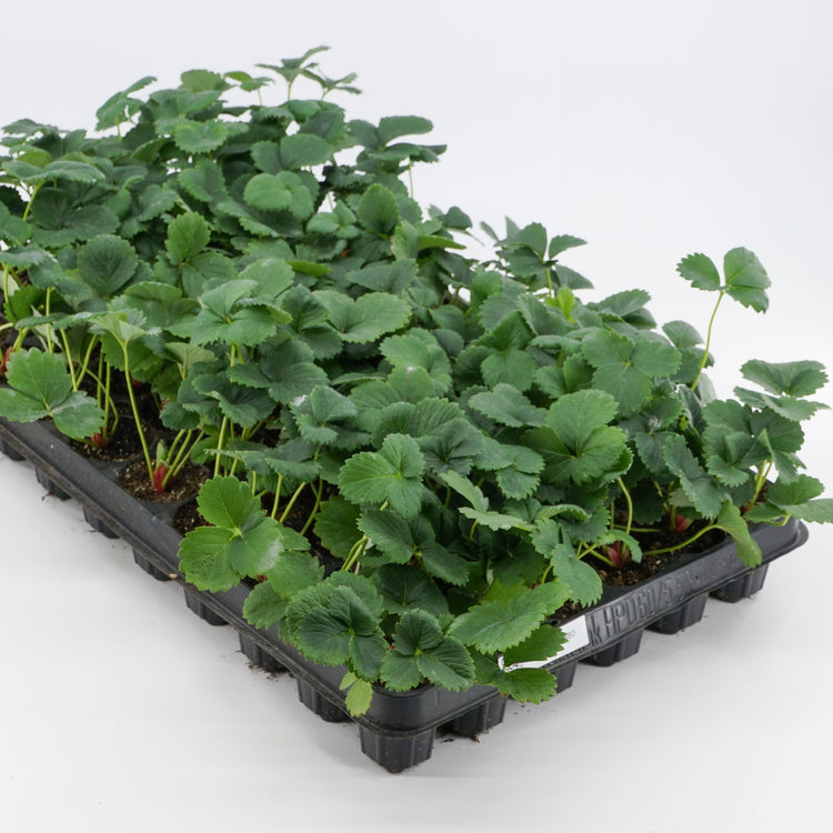 Strawberry Frutium® 'Bonneure'® young plants