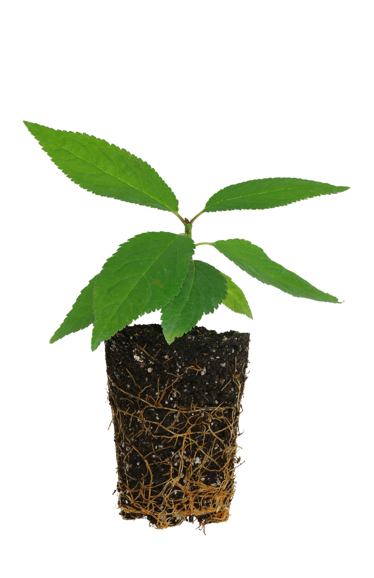 Shrub cherry 'Romeo' young plants