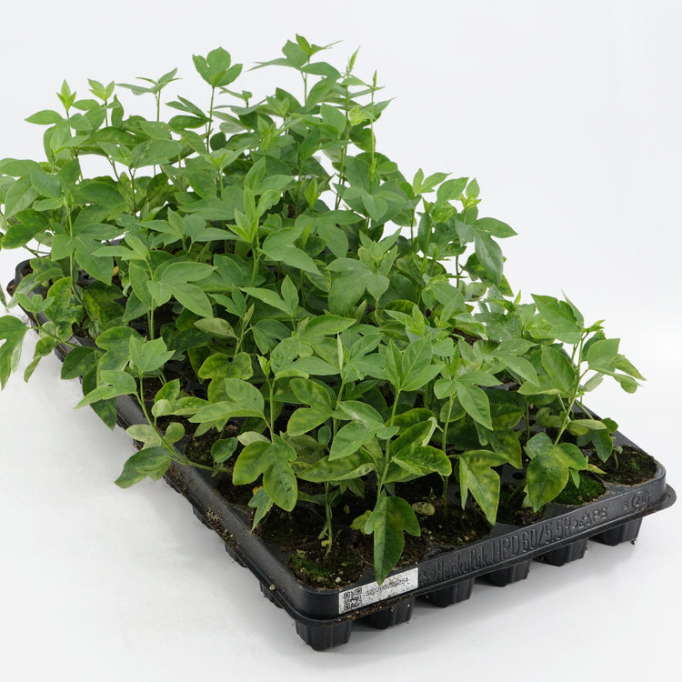 Passionsfrucht Cooltropics® '24-101'-Jungpflanzen