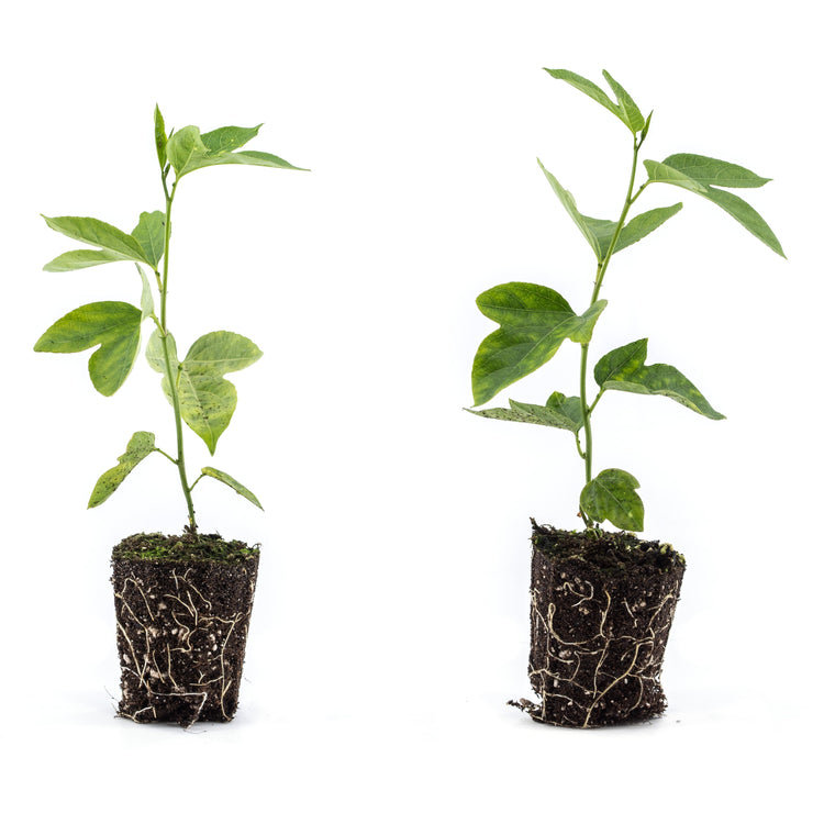 Passionsfrucht Cooltropics® '24-101'-Jungpflanzen