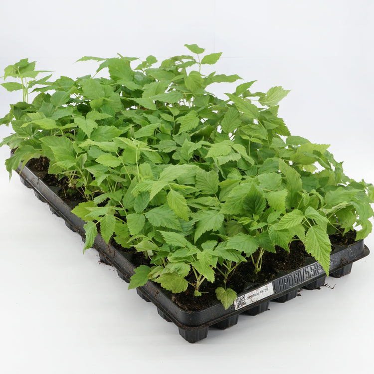 Raspberry Schlaraffia® 'Plentiful®' young plants