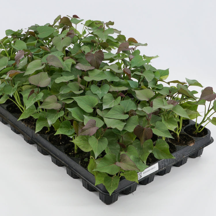 Sweet potato Sugaroot® 'Orange' young plants