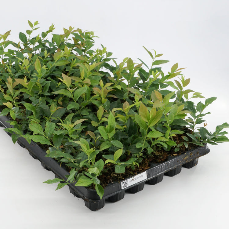 Blueberry Lowberry® 'Little Blue Wonder®' young plants