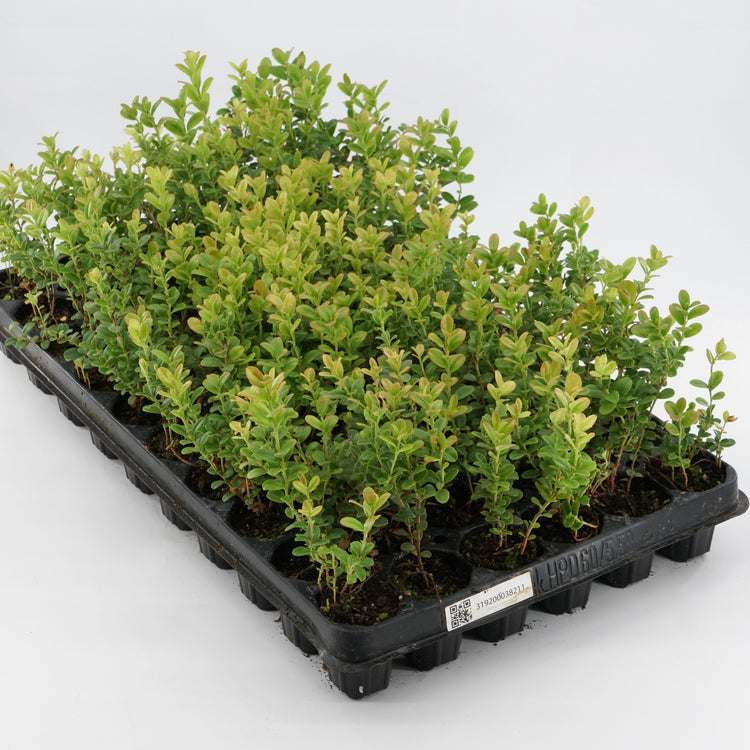 Preiselbeere 'Red Pearl'®-Jungpflanzen