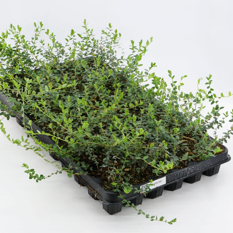 Heidelbeere 'Yello!Belloblue®' (Andval1601-PRB-)-Jungpflanzen