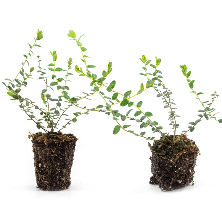 Heidelbeere Lowberry® Hello AGAIN®-Jungpflanzen