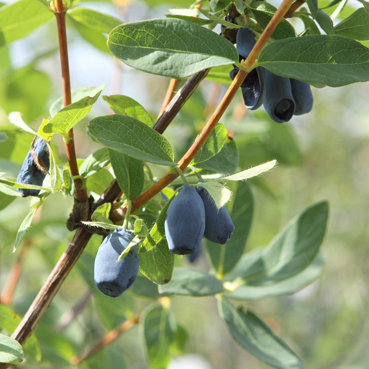 Firstberry® 'Blue Pagoda' young plants
