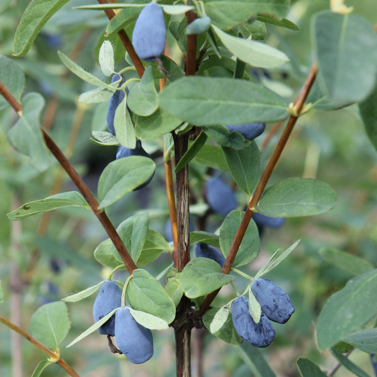 Firstberry® 'Blue Pagoda' young plants