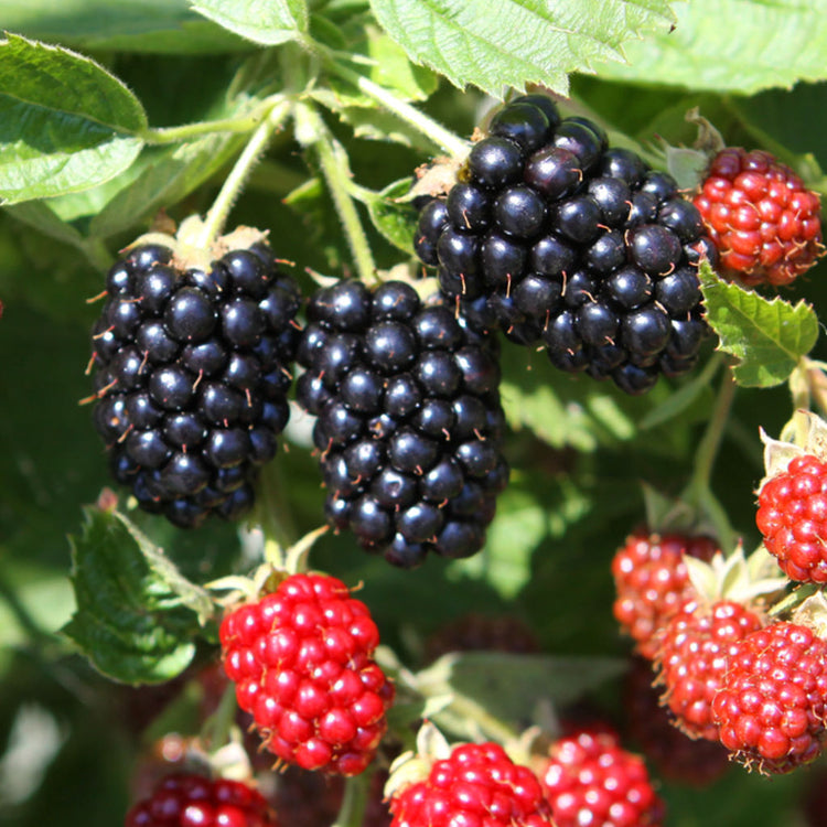 Brombeere Loch Ness'-Jungpflanzen