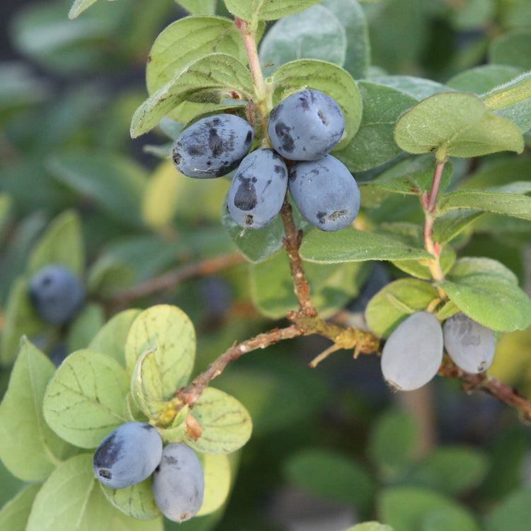 Blue honeysuckle 'Duet' young plants