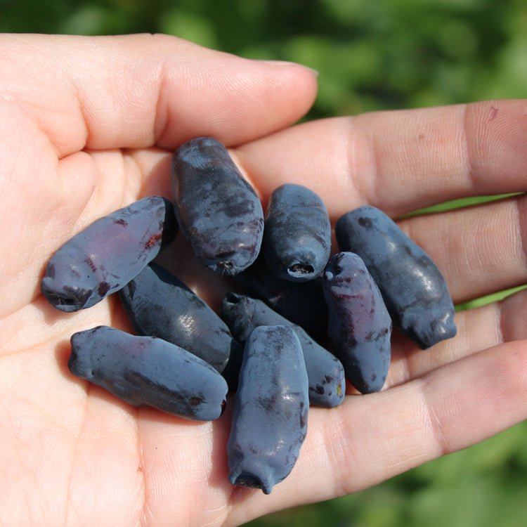 Strawberry® 'Aurora' young plants
