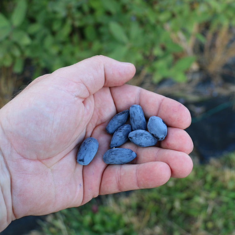 Firstberry® 'Blue Pagoda' young plants