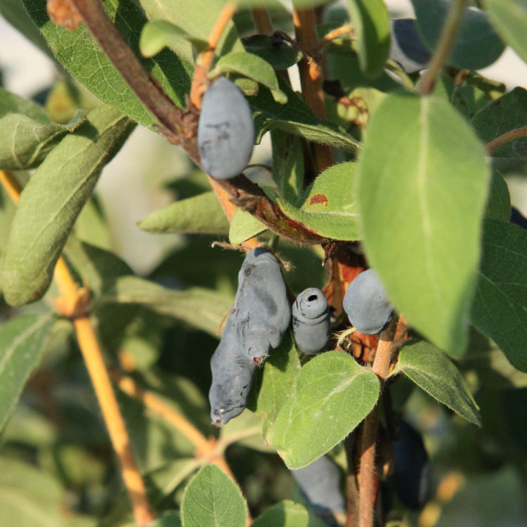 Blue honeysuckle 'Martin' young plants
