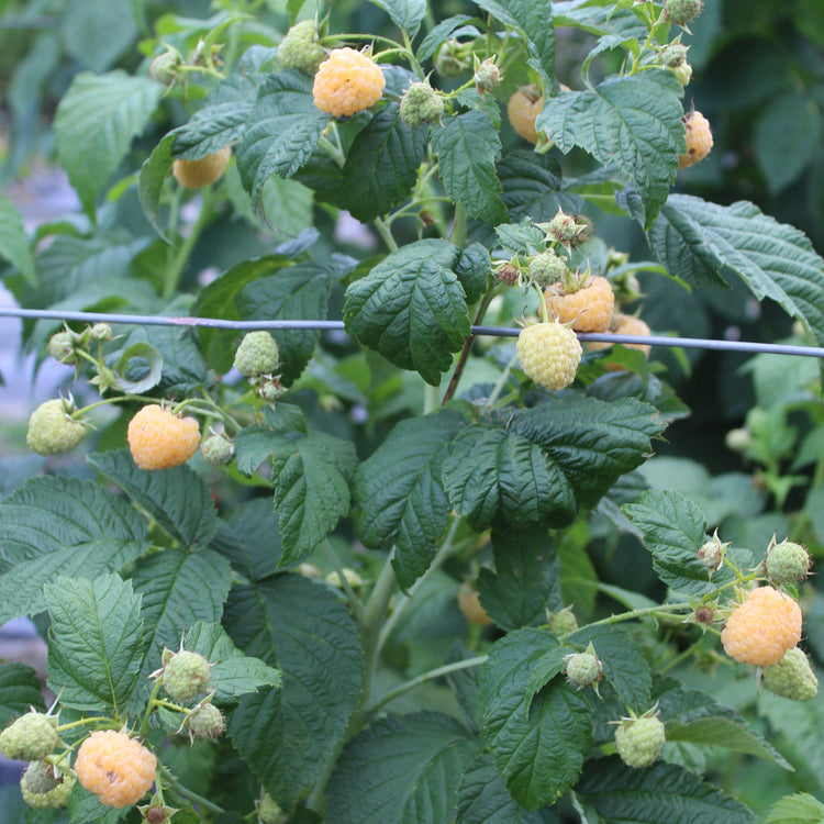 Raspberry Lowberry® 'Goodasgold®' young plants