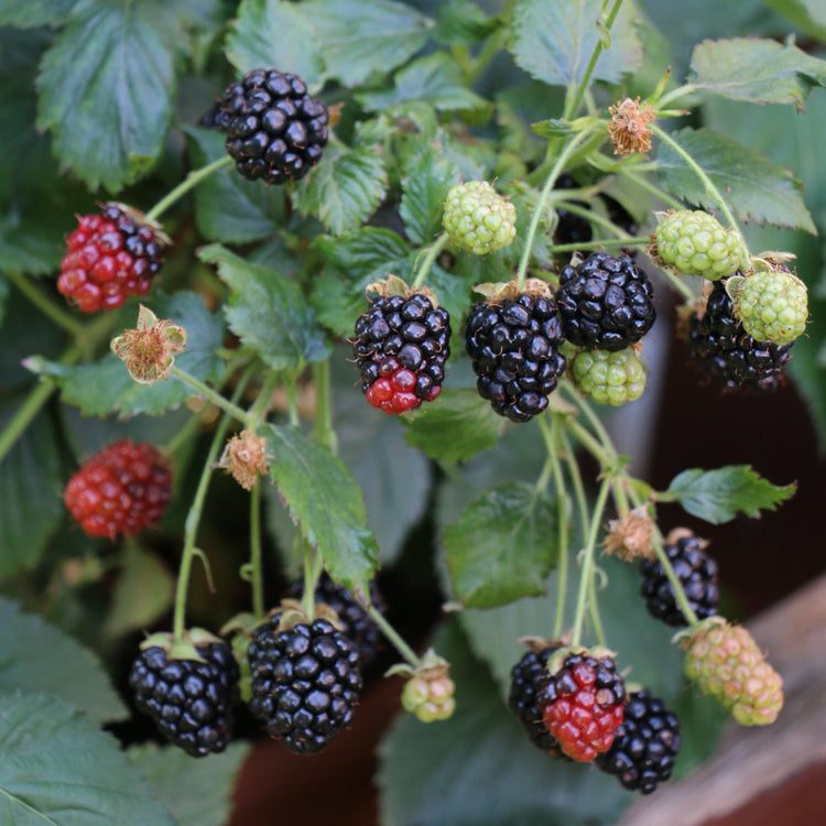 Blackberry Lowberry® 'Little Black Prince'® young plants