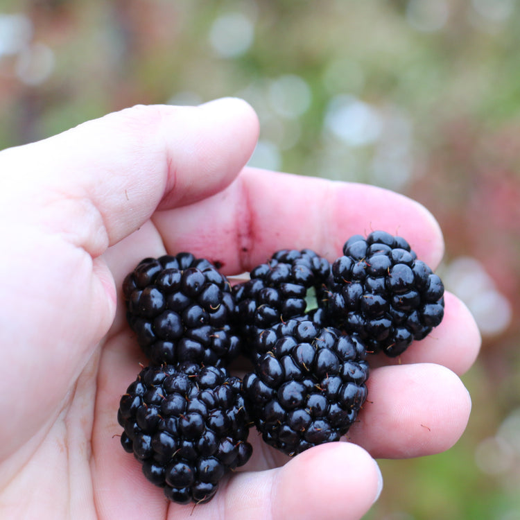 Blackberry Lowberry® 'Little Black Prince'® young plants