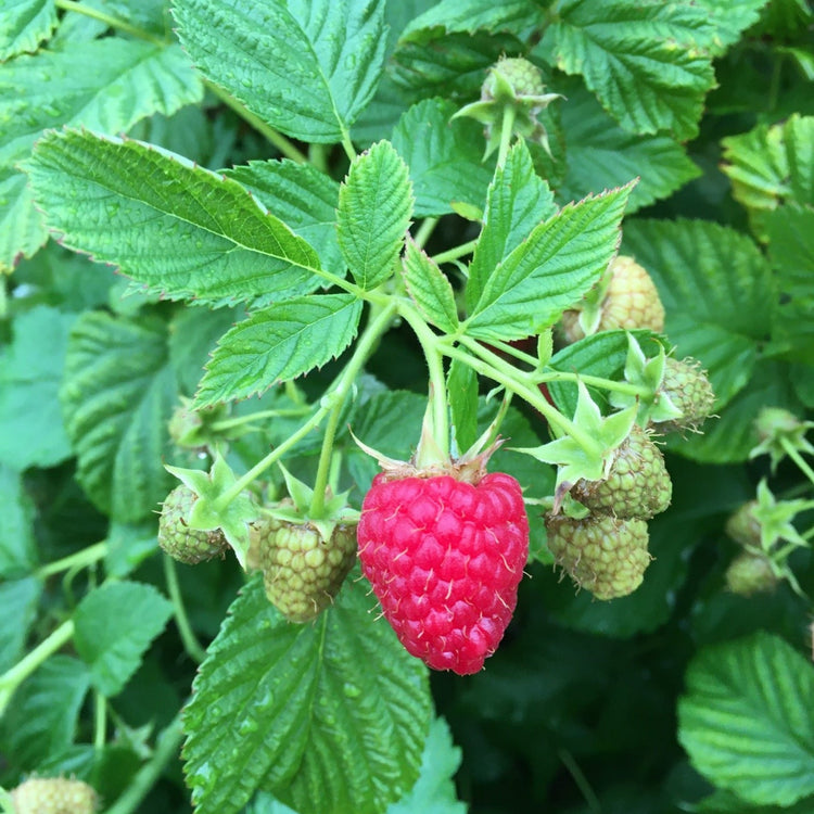 Himbeere Lowberry® 'Ruby Fall®' - Jungpflanzen