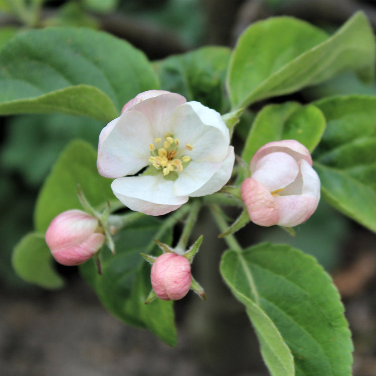Dwarf apple tree Maloni® 'Gullivers®' young plants