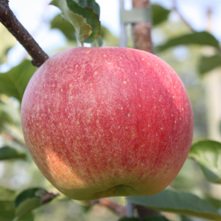 Apple tree Paradis® 'Sparkling®' young plants