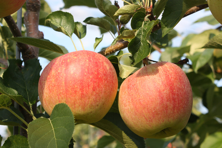 Apple tree Paradis® 'Sparkling®' young plants